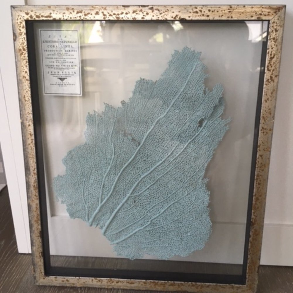 Blue sea fan by Karen Robertson
